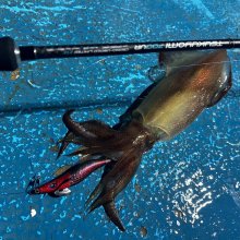 他の写真1: uroco×Tetrapots Collavo Egi Redhead/Oilblack